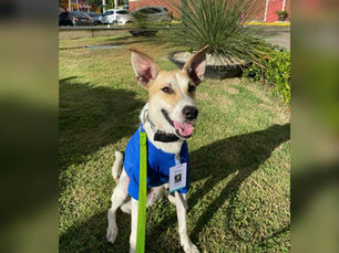 Celebridade: de animal de rua à mascote do Cariri Shopping