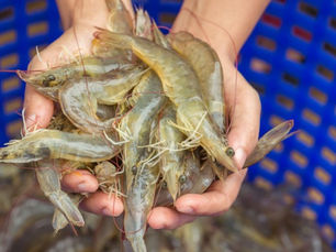 Várzea Alegre inicia projeto para ser pioneiro na criação de camarão no Cariri