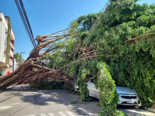 Bombeiros atenderam 1.415 ocorrências de perigo com árvores em 2023