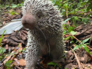 Porco-espinho e cobra venenosa são resgatados em Guaramiranga