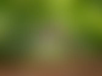 Chikungunya: Anvisa e agência europeia avaliam vacina do Instituto Butantan