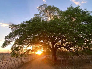 Ceará deve registrar máximas de até 39°C nos próximos dias