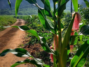 Juazeiro: Boletos do Programa grarantia safra começam a ser distribuídos em Juazeiro