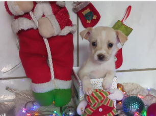 Setor Bem-estar Animal realiza "Natal AUmigo" com adoção solidária, vacinação e orientação veterinária gratuita