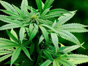 Procuradoria da Assembleia dá parecer favorável para uso medicinal da maconha no Ceará