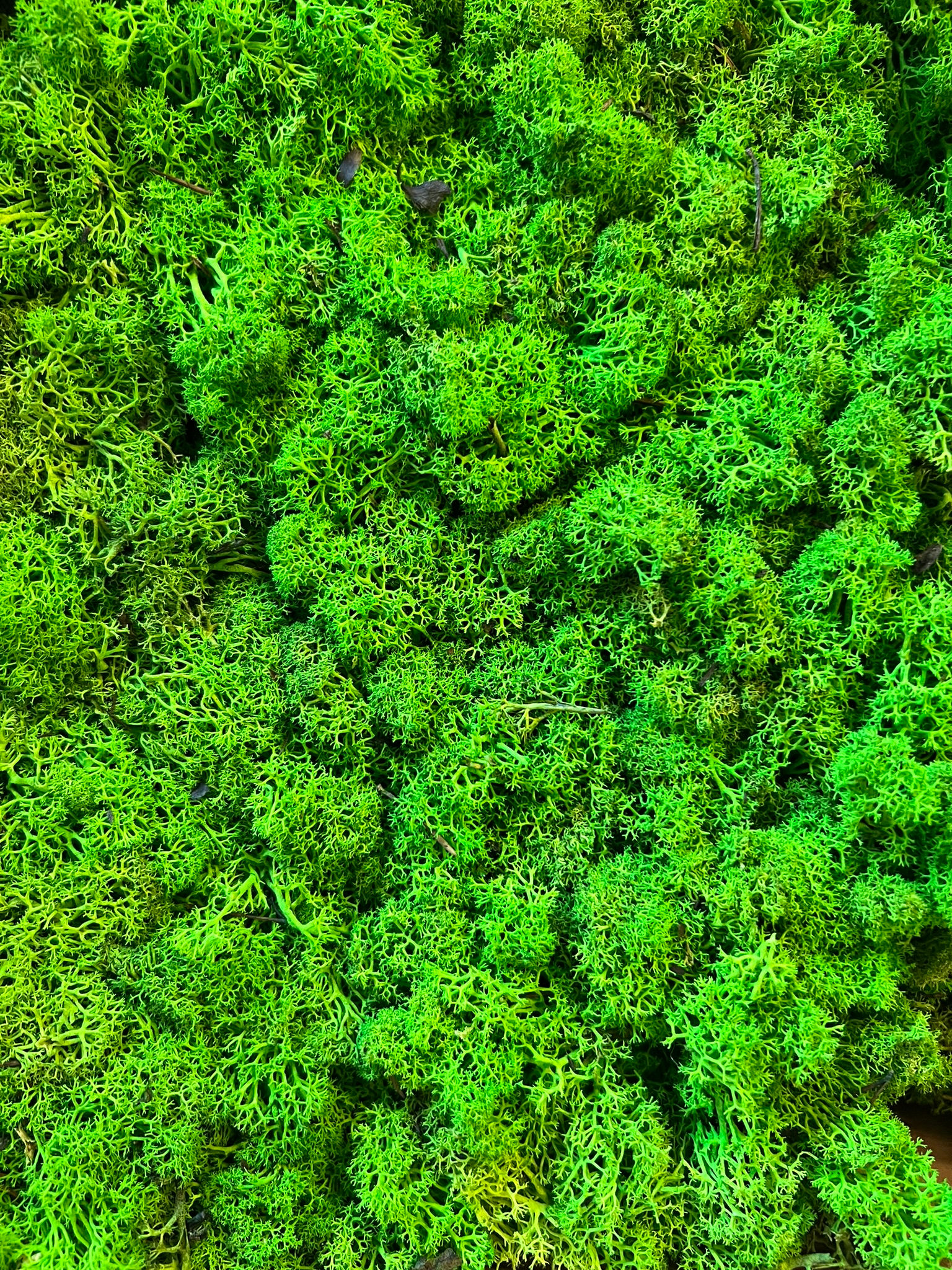 Stabilizovaný sobí mech (lišejník) jarní zelená