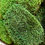 Miniatura: Hair Moss
