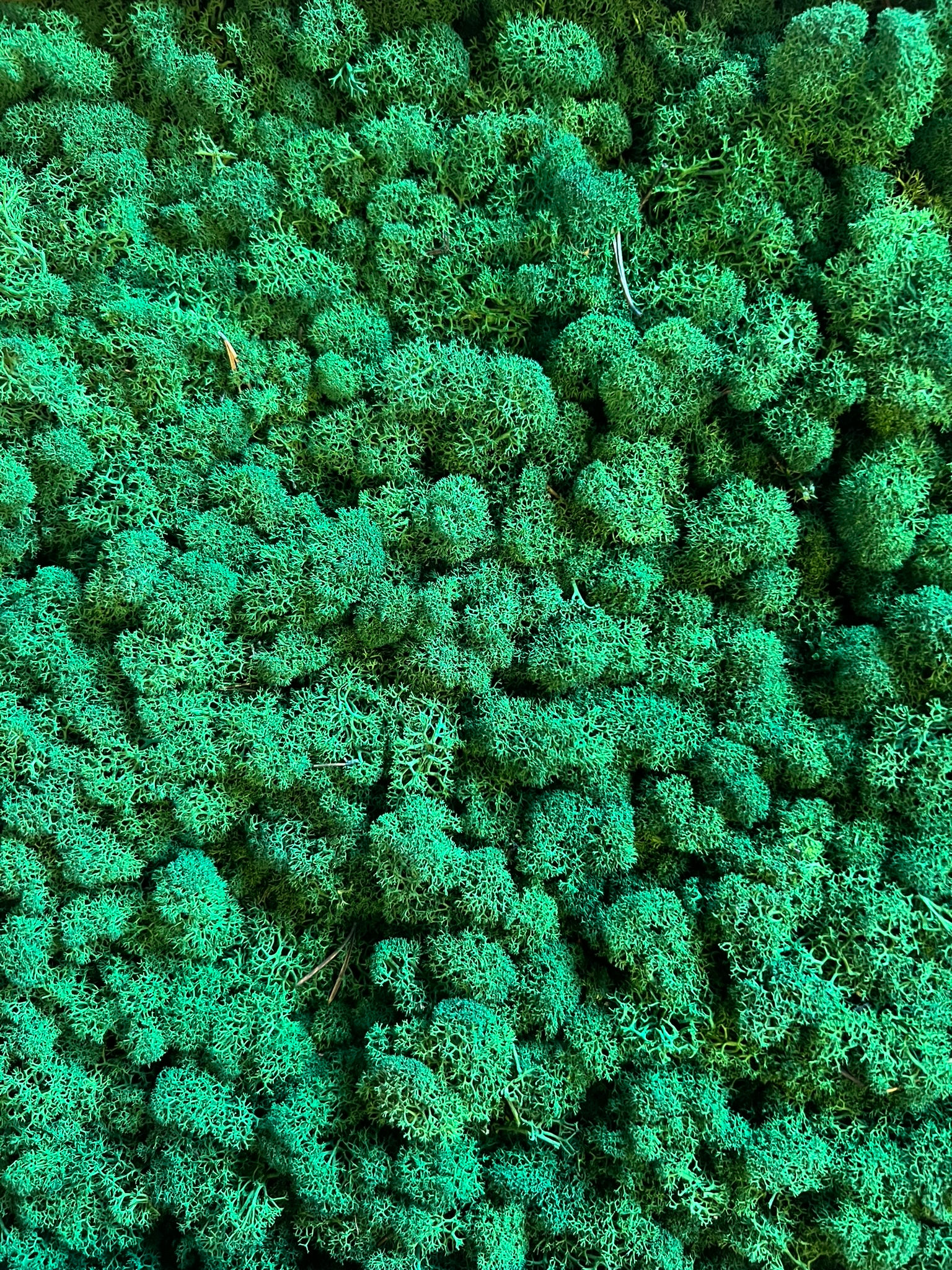 Stabilizovaný sobí mech (lišejník) lesní zelená