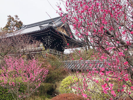 Amazake (Sweet Sake) Festival at Umenomiya-Taisha Shrine