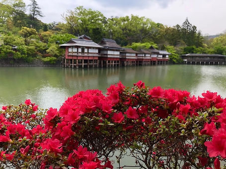 Kirishima Azalea at Nagaoka Tenmangu Shrine