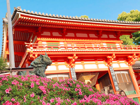 Azalea Flowers at Yasaka Shrine West Gate