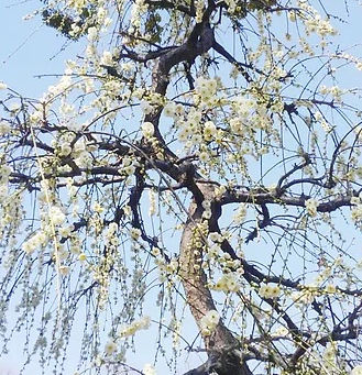 Plum Flowers at Kitano Tenmangu Shrine