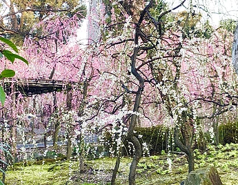 Weeping Cherry Blossom at Jonangu Shrine