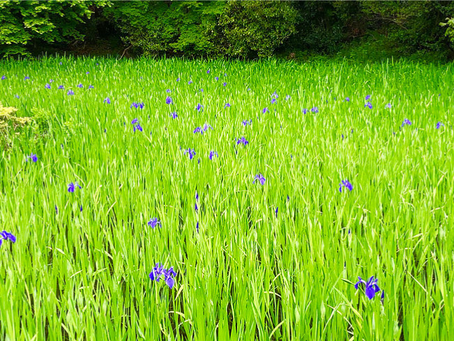 Kakitsubata, Rabbit-ear Iris at Ohtanosawa