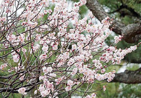 Plum Flowers at Nijo-jo Castle