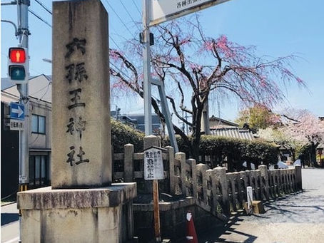 Cherry Blossom at Rokuson-noh Shrine