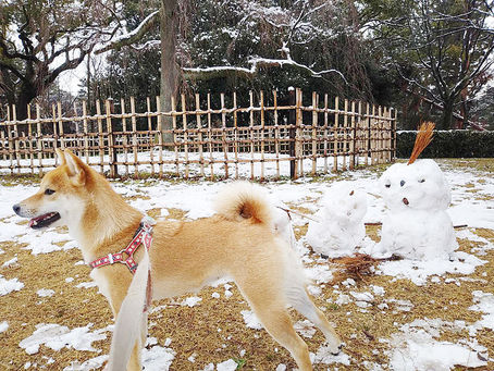 Snowy Landscape in Kyoto