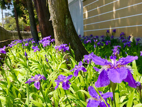 Ichihatsu, Root Iris at Kamigoryo Shrine