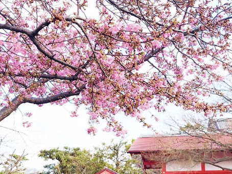 Early Cherry Blossom at Kurumazaki Shrine