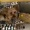 Thumbnail: Squeaker Free Dog Toys, Soft Plush Faux Fur, Play, Love, Snuggle