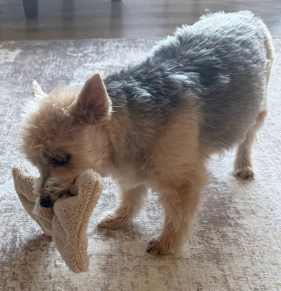 Thumbnail: Dog Toy, Soft Sherpa Fleece, Pocket for optional squeaker