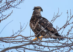 eagle3GRAY
