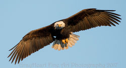 Eagle 1410