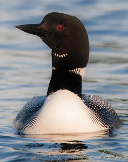 loon