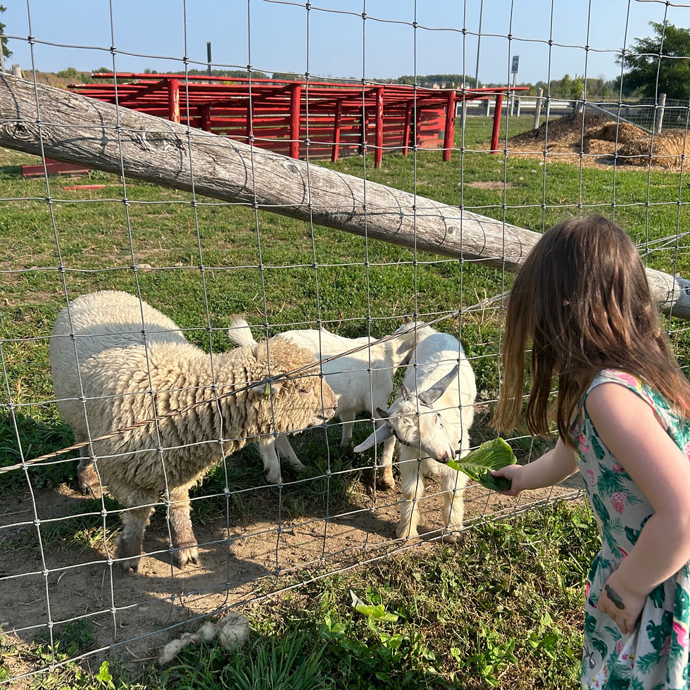 Kids feeding goats at Carma Farms near East Gwillimbury York Region Ontario