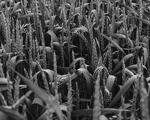 green%20wheat%20field_edited.jpg