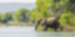 Elephants in Kruger National Park during green season safari