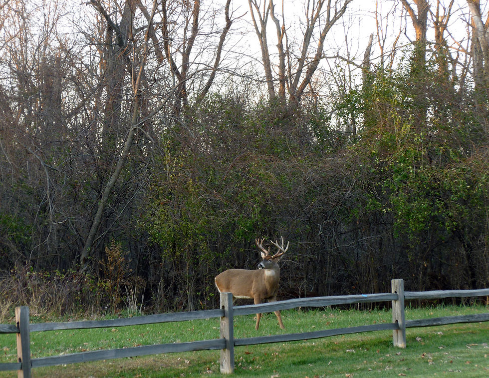 Thumbnail: Deer Note Card Set 2