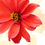 Thumbnail: Ripe Red Flower Note Cards