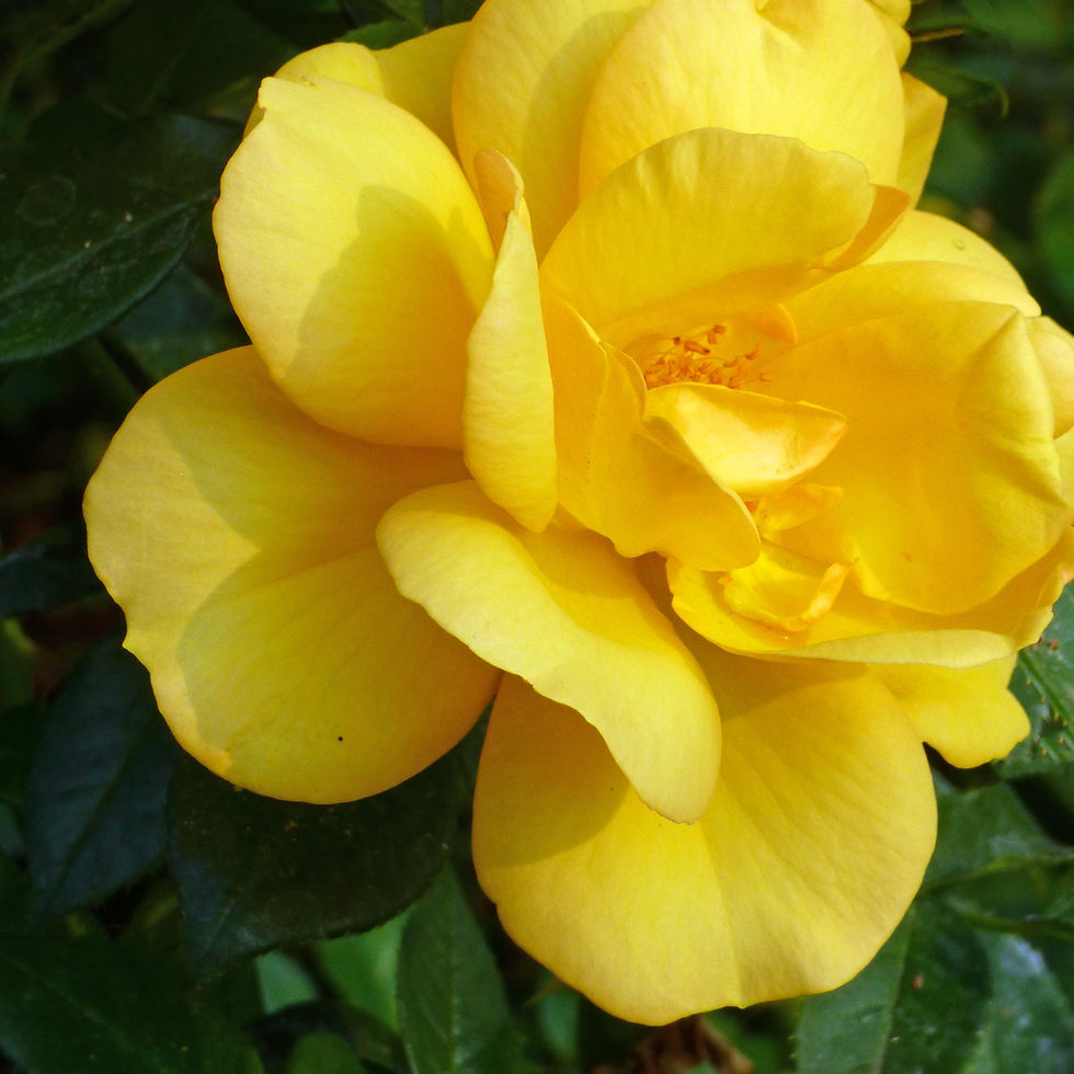 Thumbnail: Roses Desk Calendar Set 1