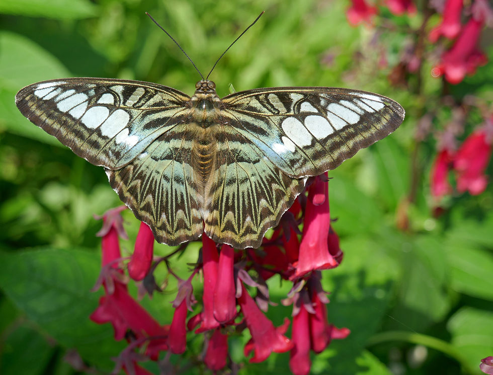 Thumbnail: Butterfly Calendar Set 2