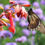Thumbnail: Butterfly Note Cards Set 2