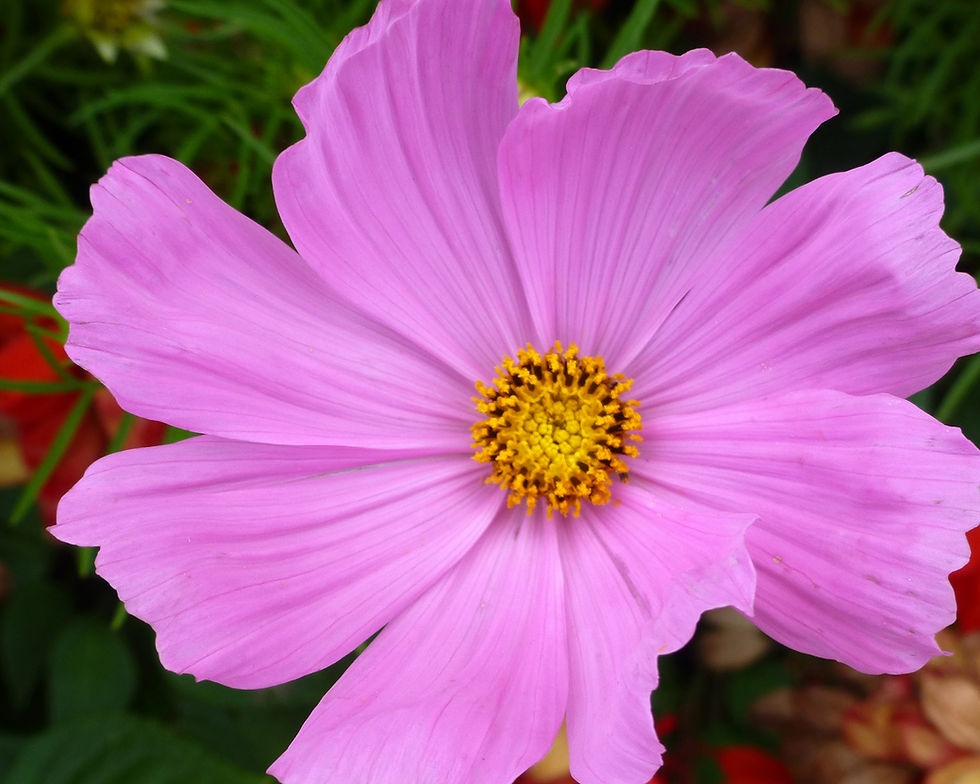 Thumbnail: Pink Flowers Calendar