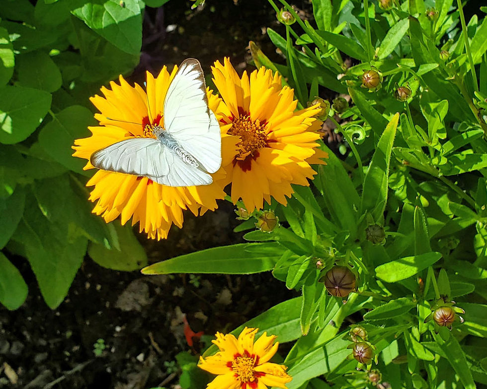 Thumbnail: Butterfly Calendar Set 2
