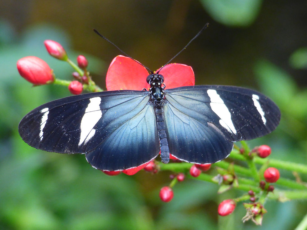 Thumbnail: Butterfly Note Cards Set 4