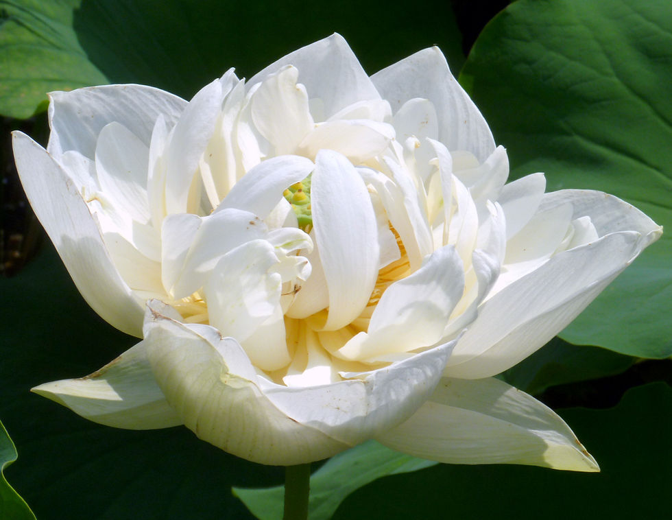 Thumbnail: White Flower Note Cards