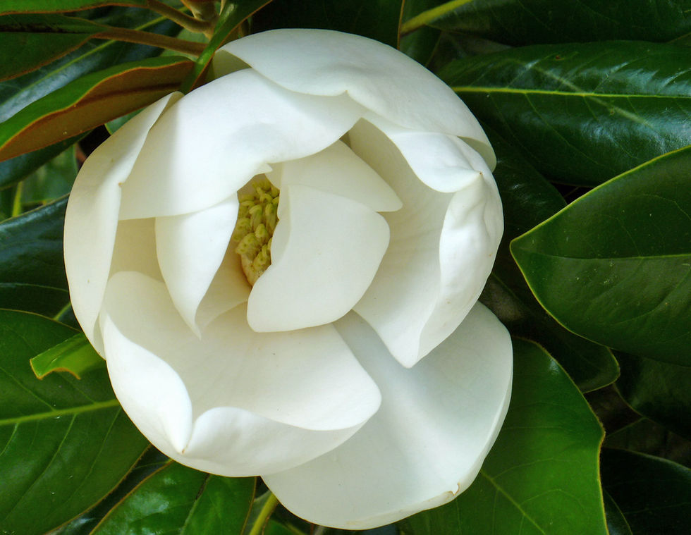 Thumbnail: White Flower Note Cards