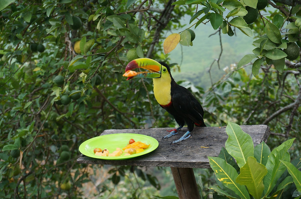 tuki le toucan.jpg