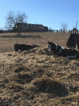 pasture.jpg