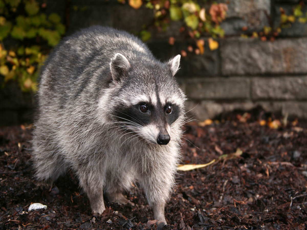 Meadow Pointe Pet Exposed To Raccoon With Rabies