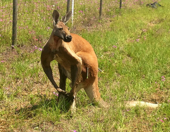 Pasco County’s Cop Fleeing Kangaroo Dies