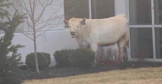 Cow runs from police and hides at Chick-Fil-A