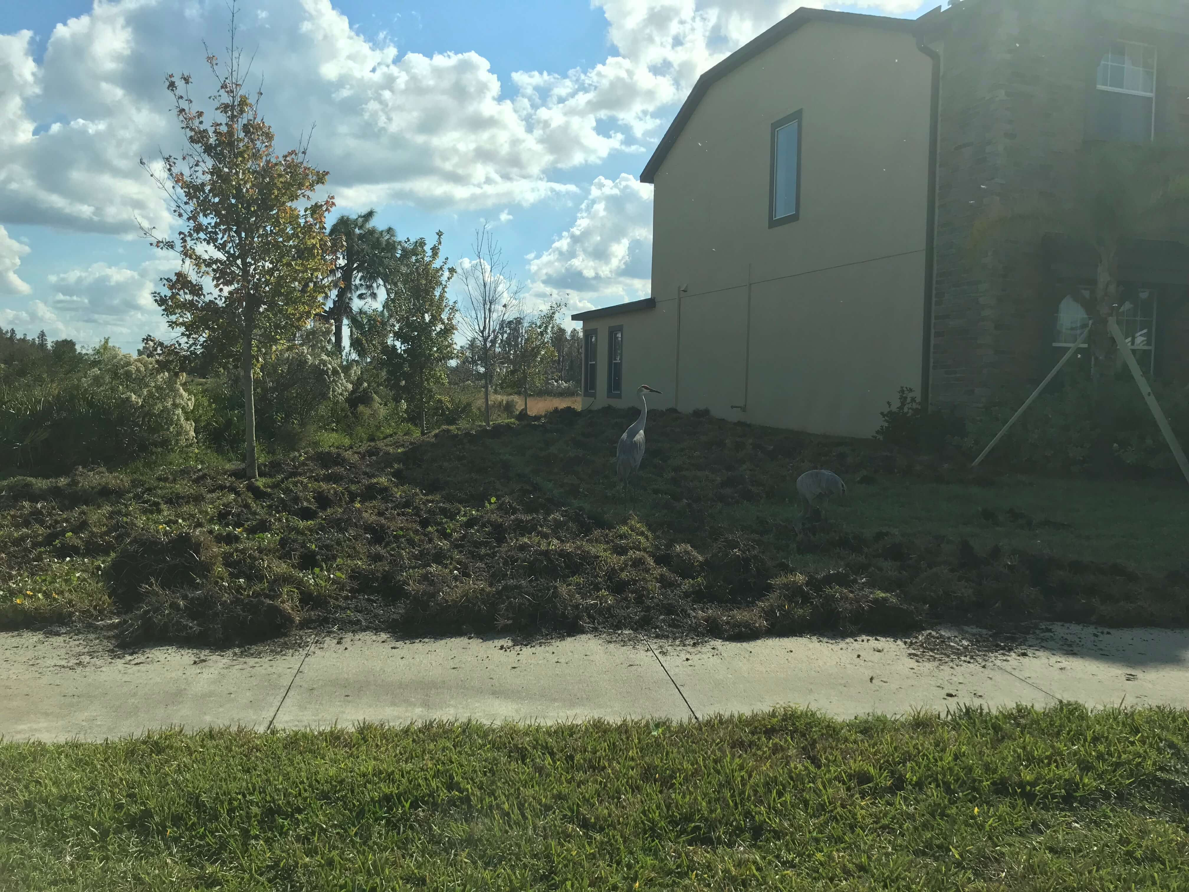 Wild Hogs Tearing Up Communities in Wesley Chapel
