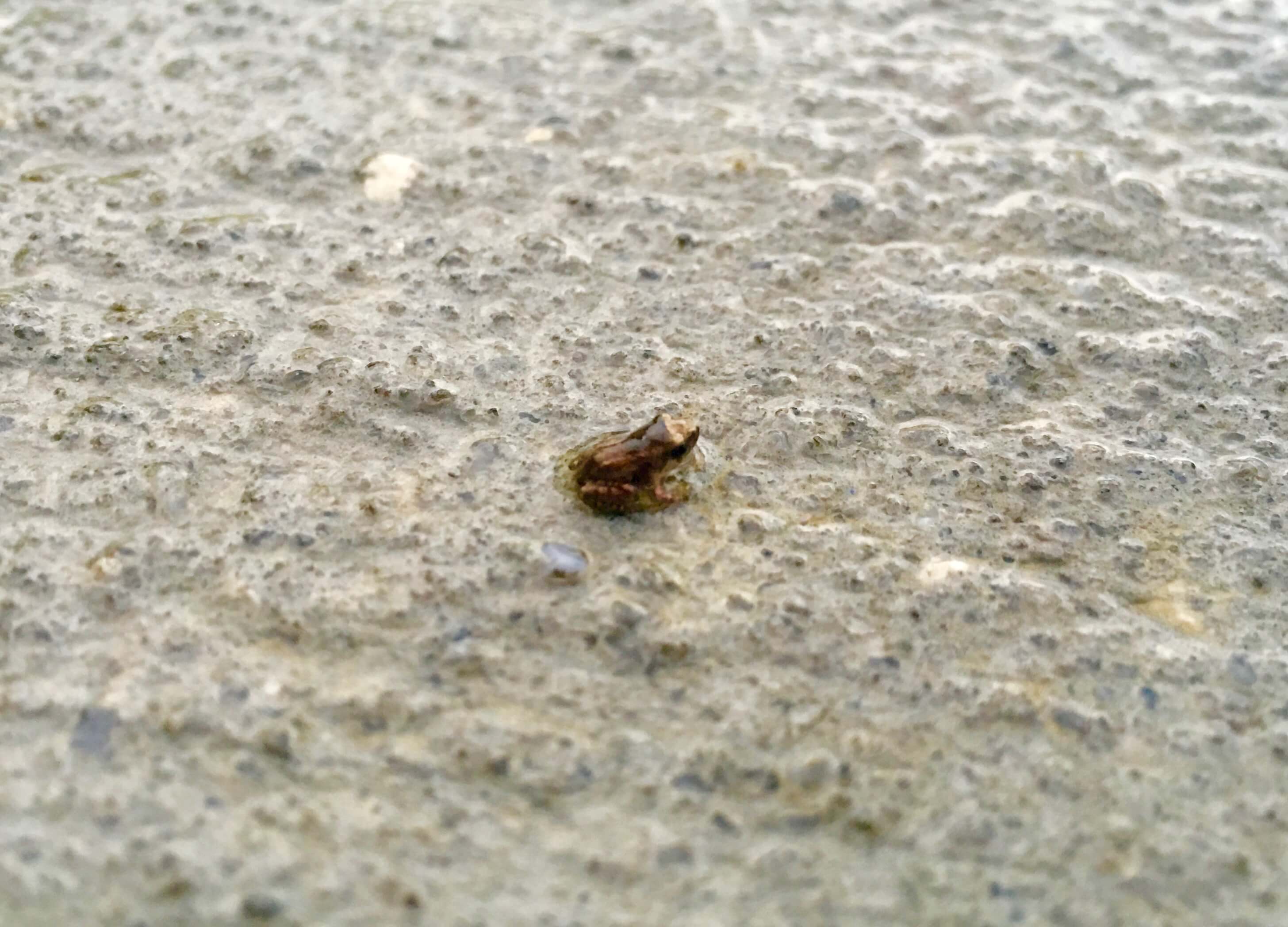 Rain in Wesley Chapel brings out Baby Frogs