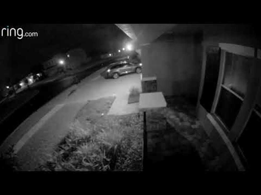 Alligator in Seven Oaks