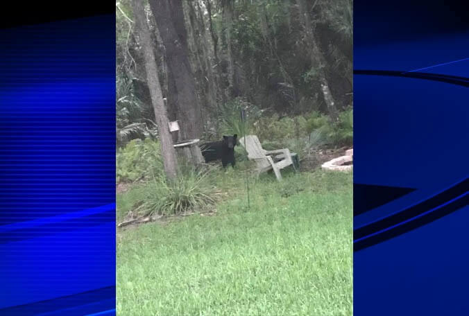 Multiple Bear Sightings Recently in Wesley Chapel Area
